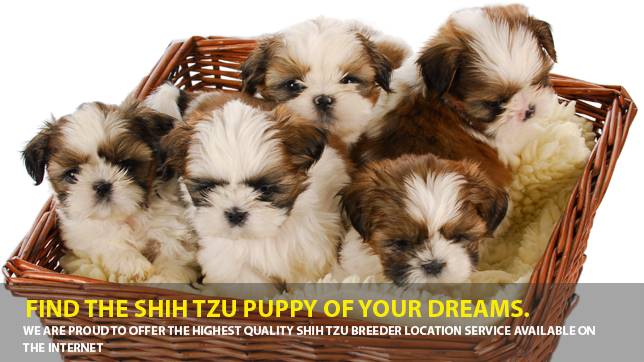 Buy Shih Tzu Puppies Online