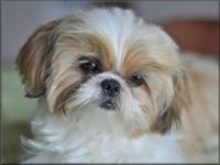 Great Shih tzu puppies